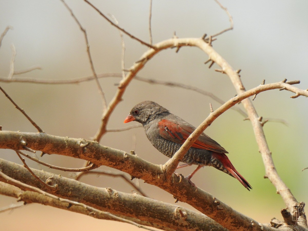 Red-billed Pytilia - ML138877111