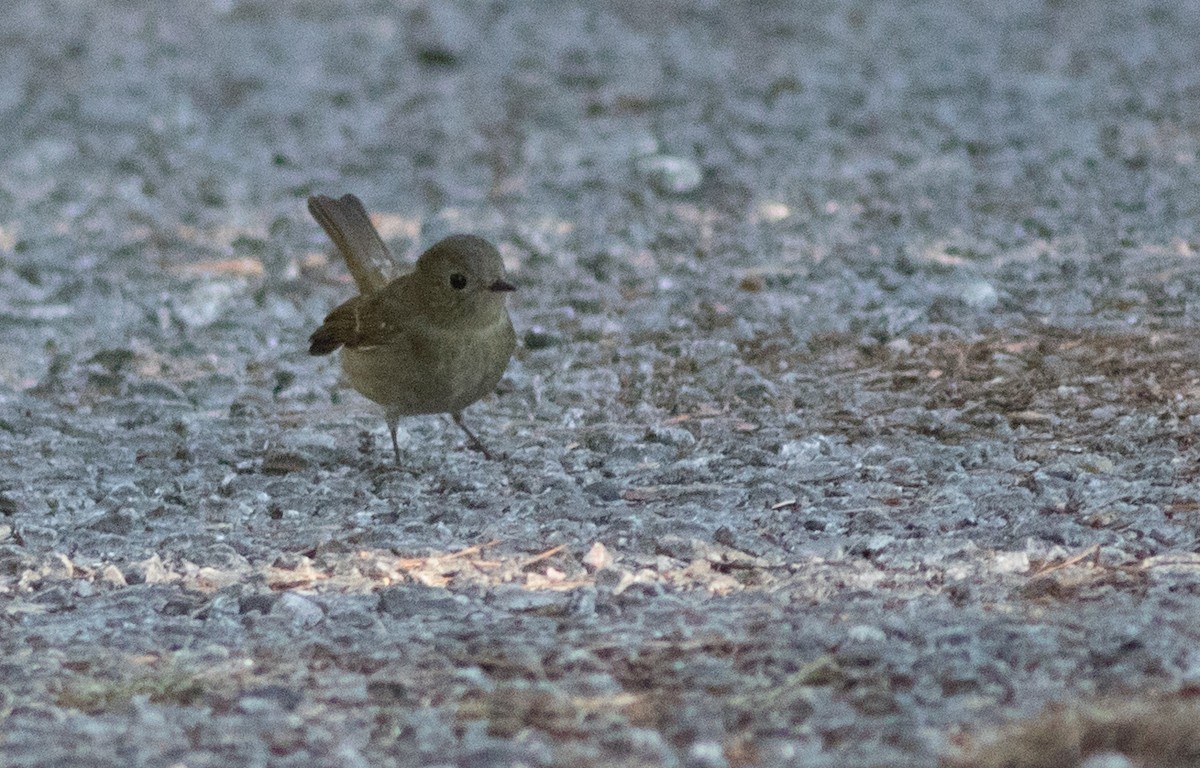 Ficedula sp. - ML138877161