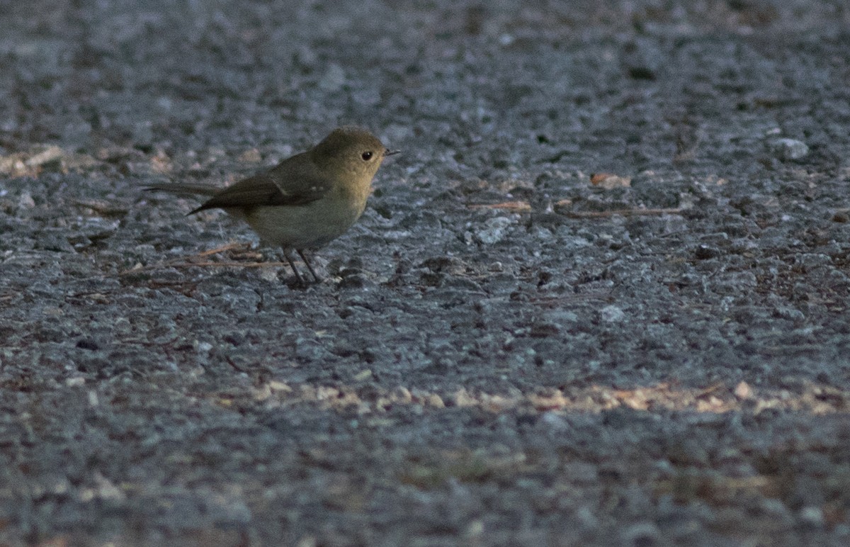 Ficedula sp. - ML138877181