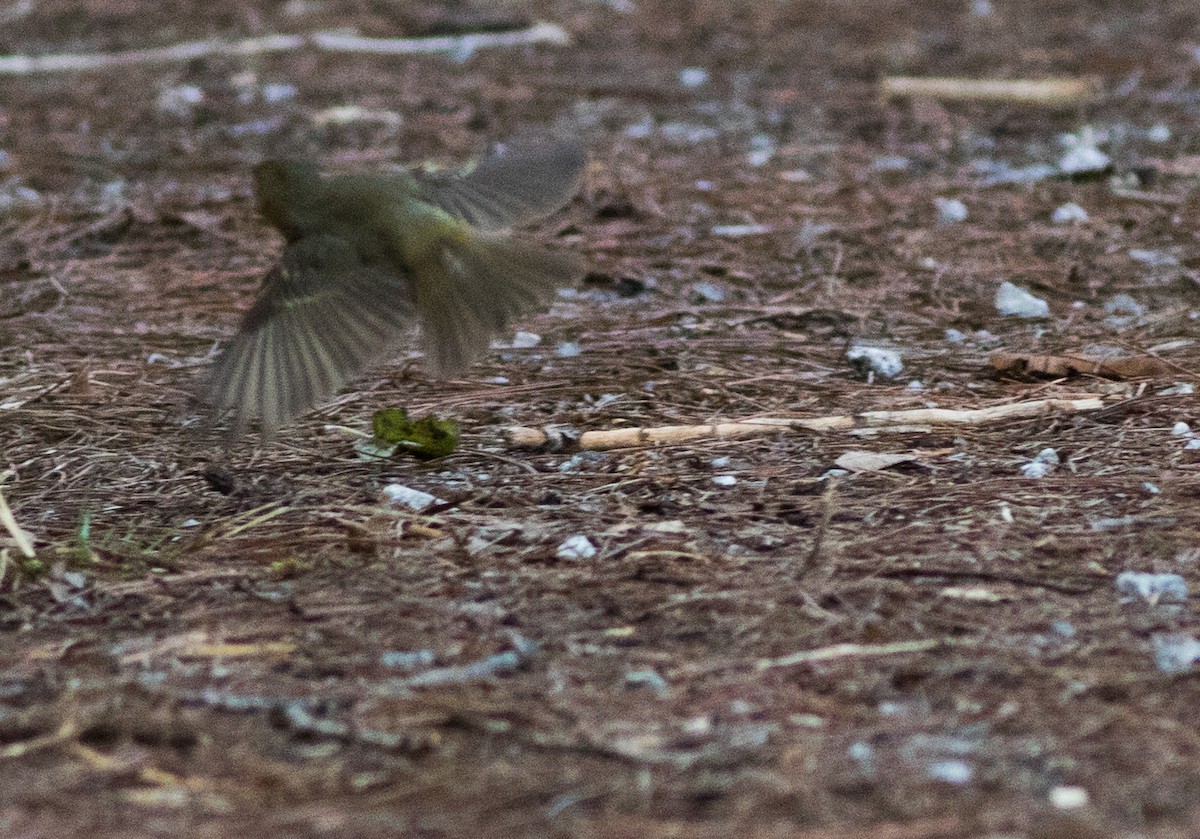 Ficedula sp. - Joachim Bertrands