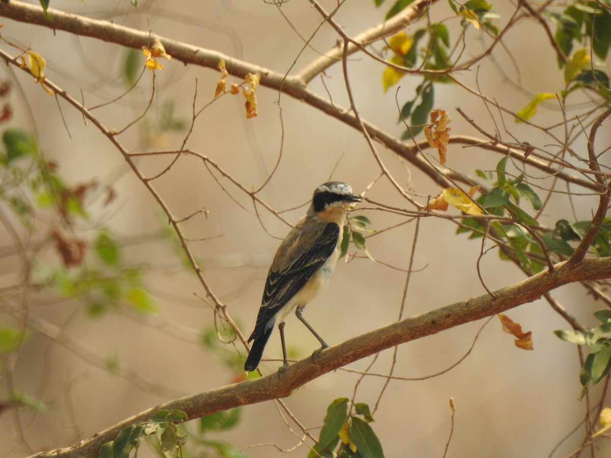 Northern Wheatear - ML138877261