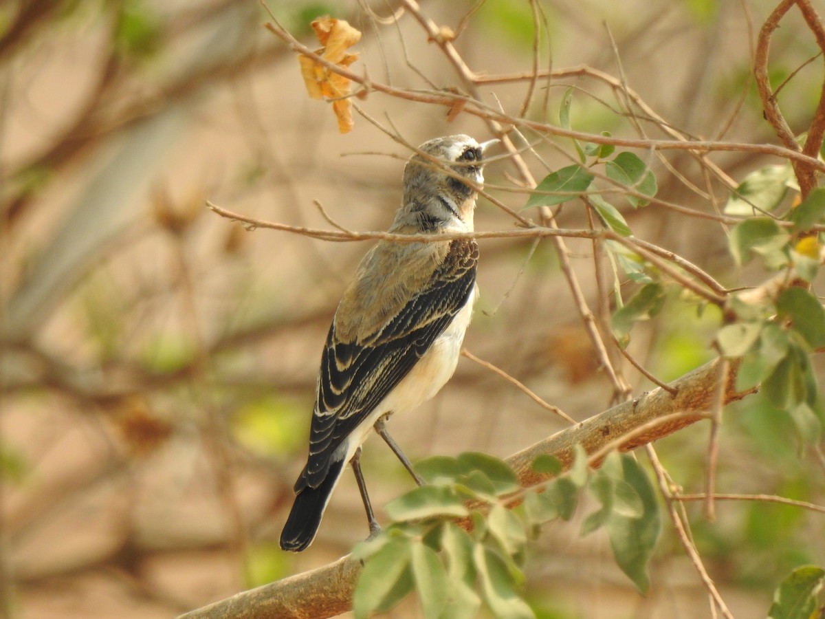 Northern Wheatear - ML138877271