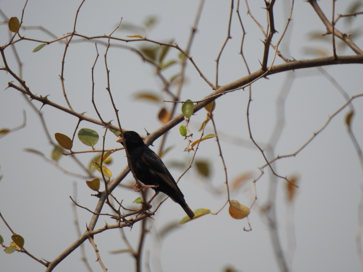 Barka Indigobird - ML138877501
