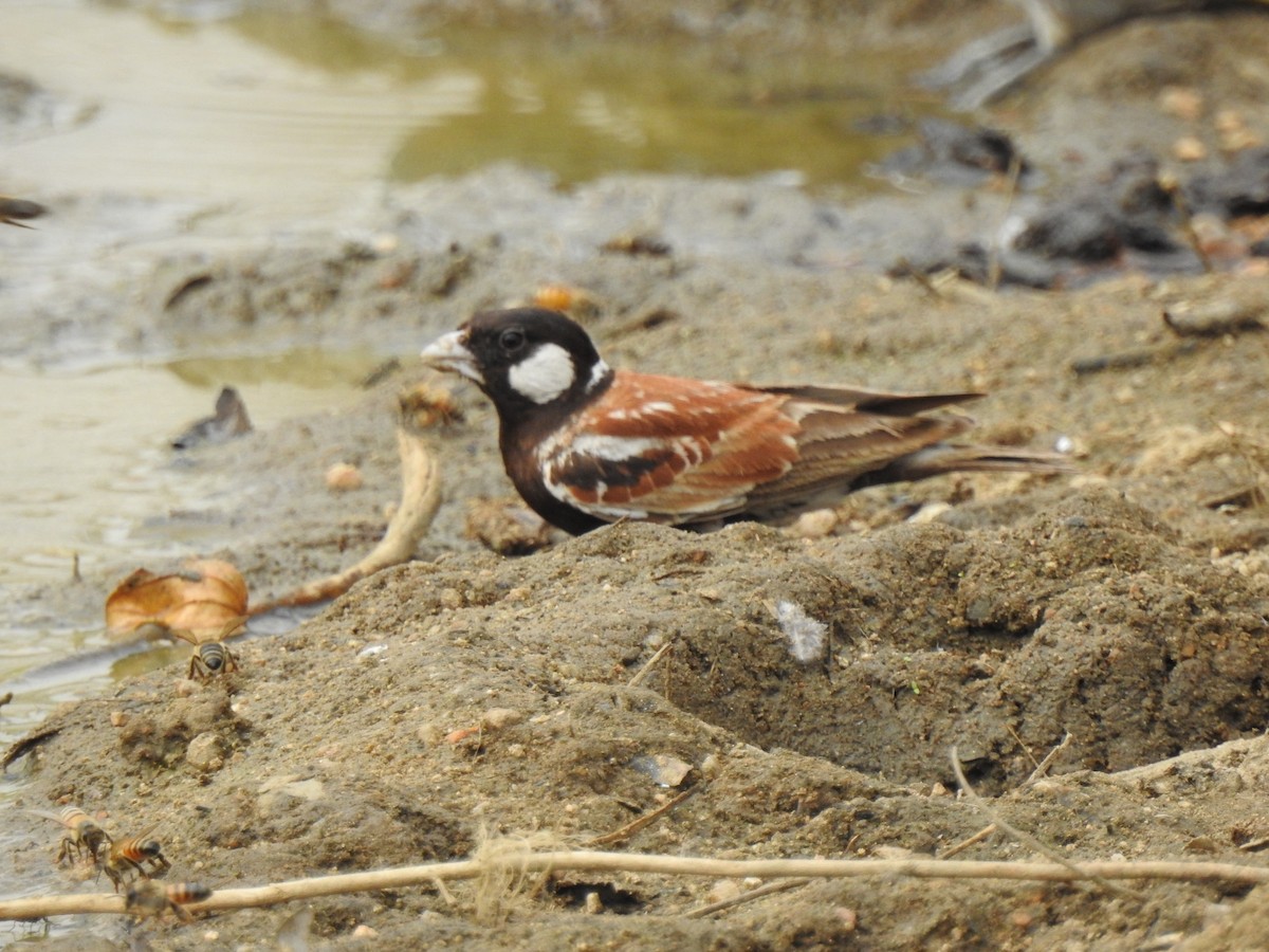 Chestnut-backed Sparrow-Lark - ML138877651