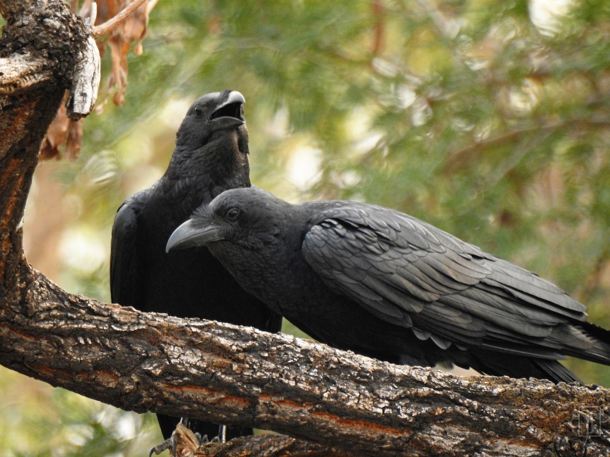 Corbeau à queue courte - ML138878021