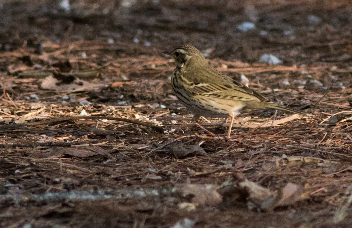 Olive-backed Pipit - Joachim Bertrands | Ornis Birding Expeditions