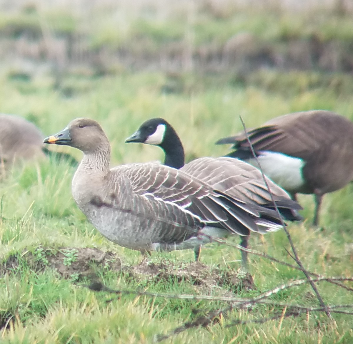 Tundra Bean-Goose - Deanna Emig