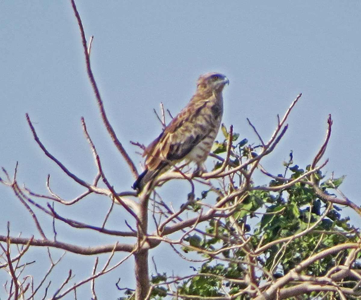 Short-toed Snake-Eagle - ML138879921