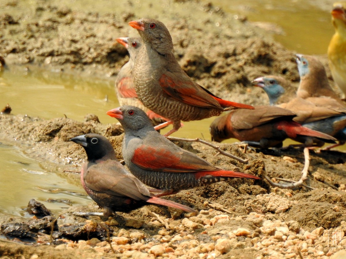 Red-billed Pytilia - ML138881461