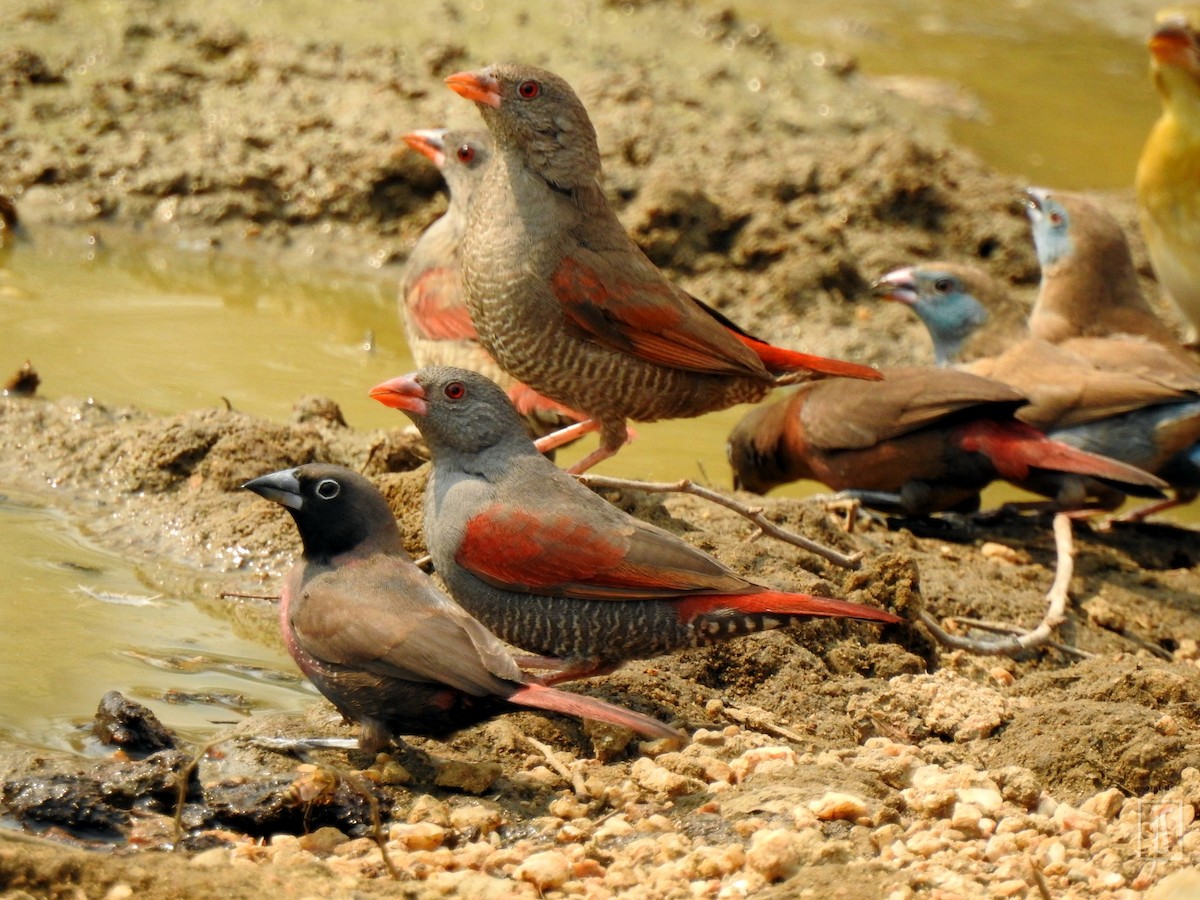 Red-billed Pytilia - ML138881461