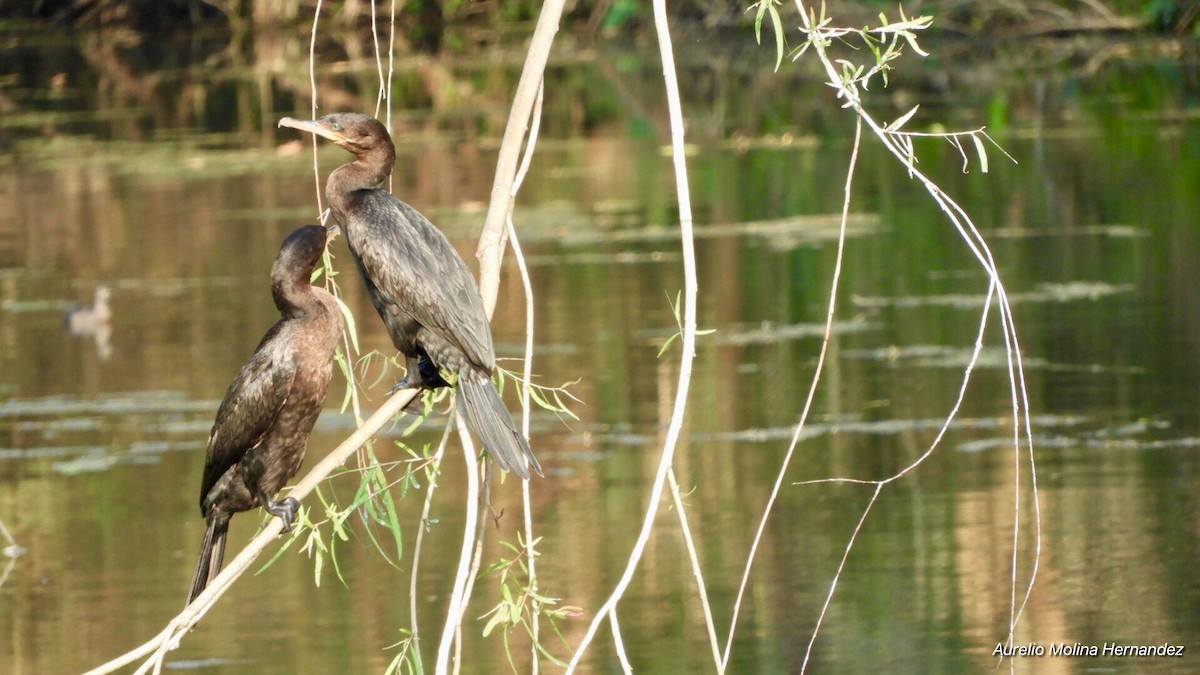 Neotropic Cormorant - Aurelio Molina Hernández