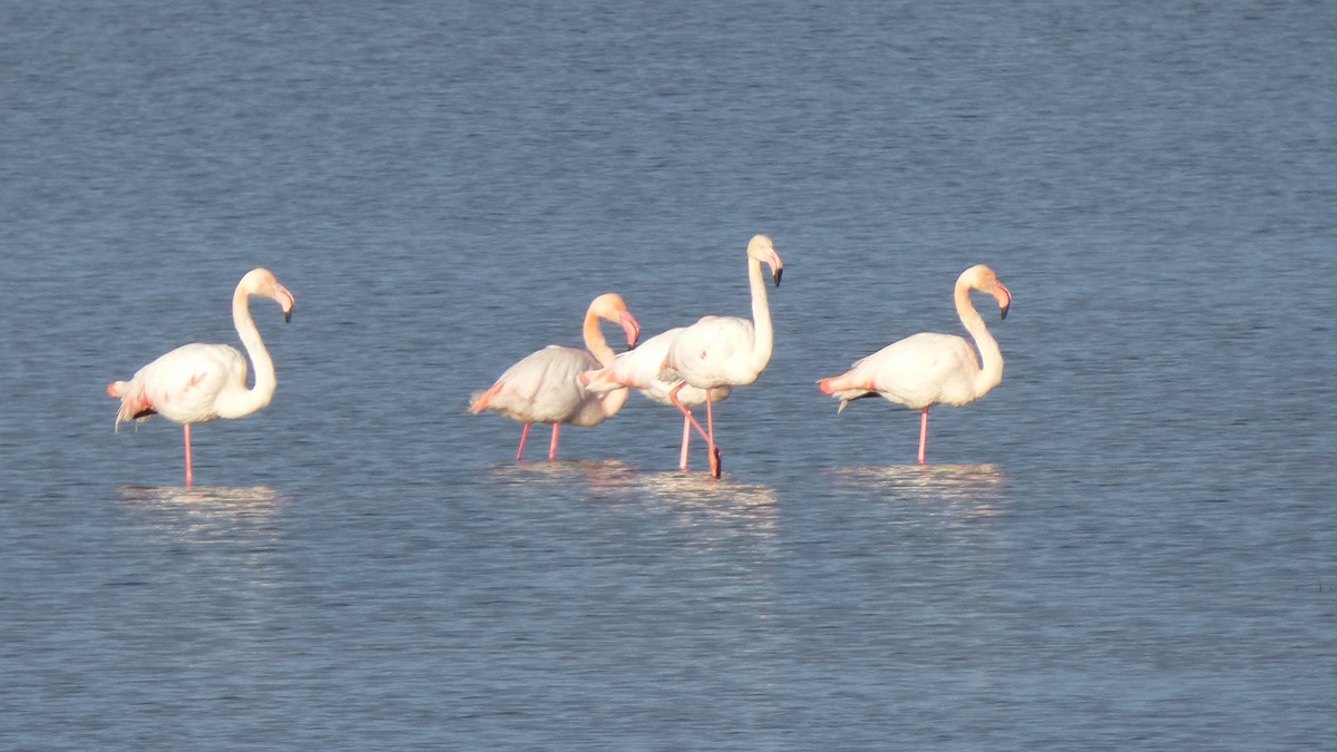 Greater Flamingo - Julian Muraveev