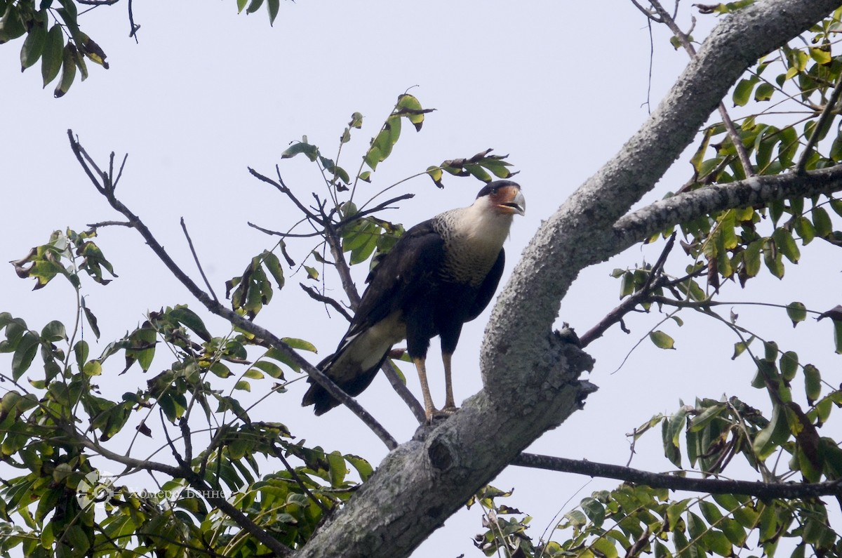 Crested Caracara (Northern) - Bennet Homero