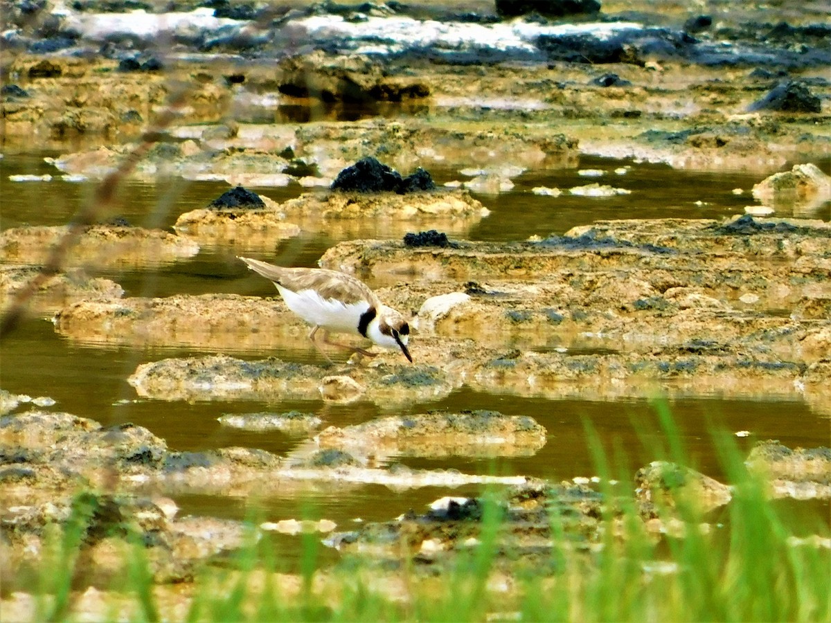 Collared Plover - Nicolás Bejarano