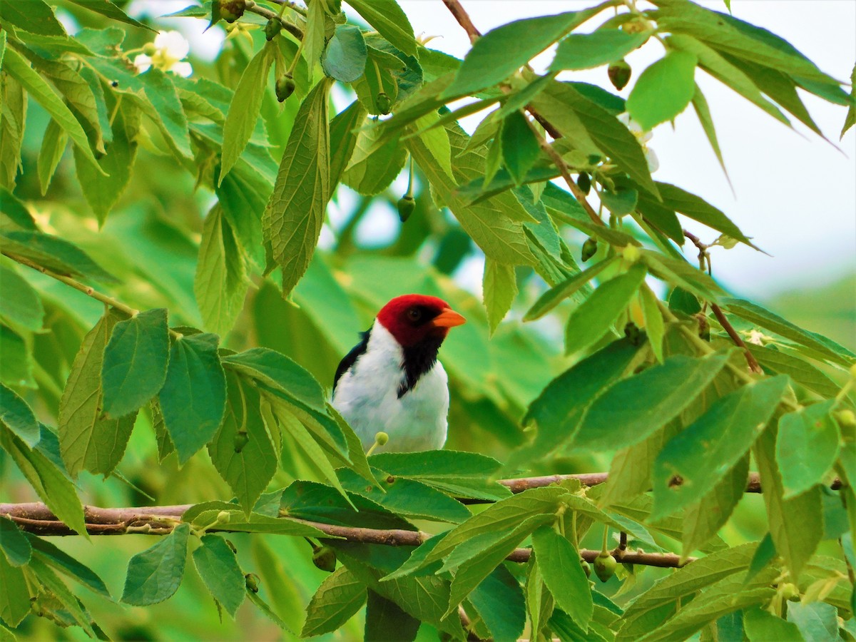 Yellow-billed Cardinal - ML138886541