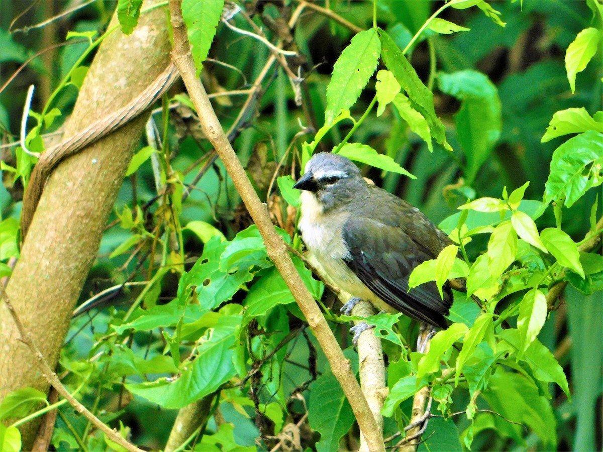 Bluish-gray Saltator - ML138886561