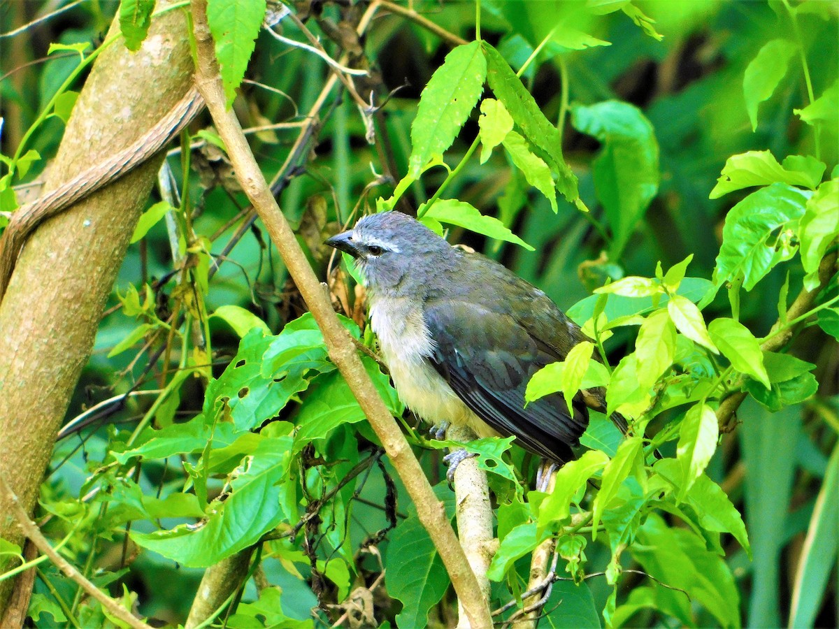 Bluish-gray Saltator - ML138886571