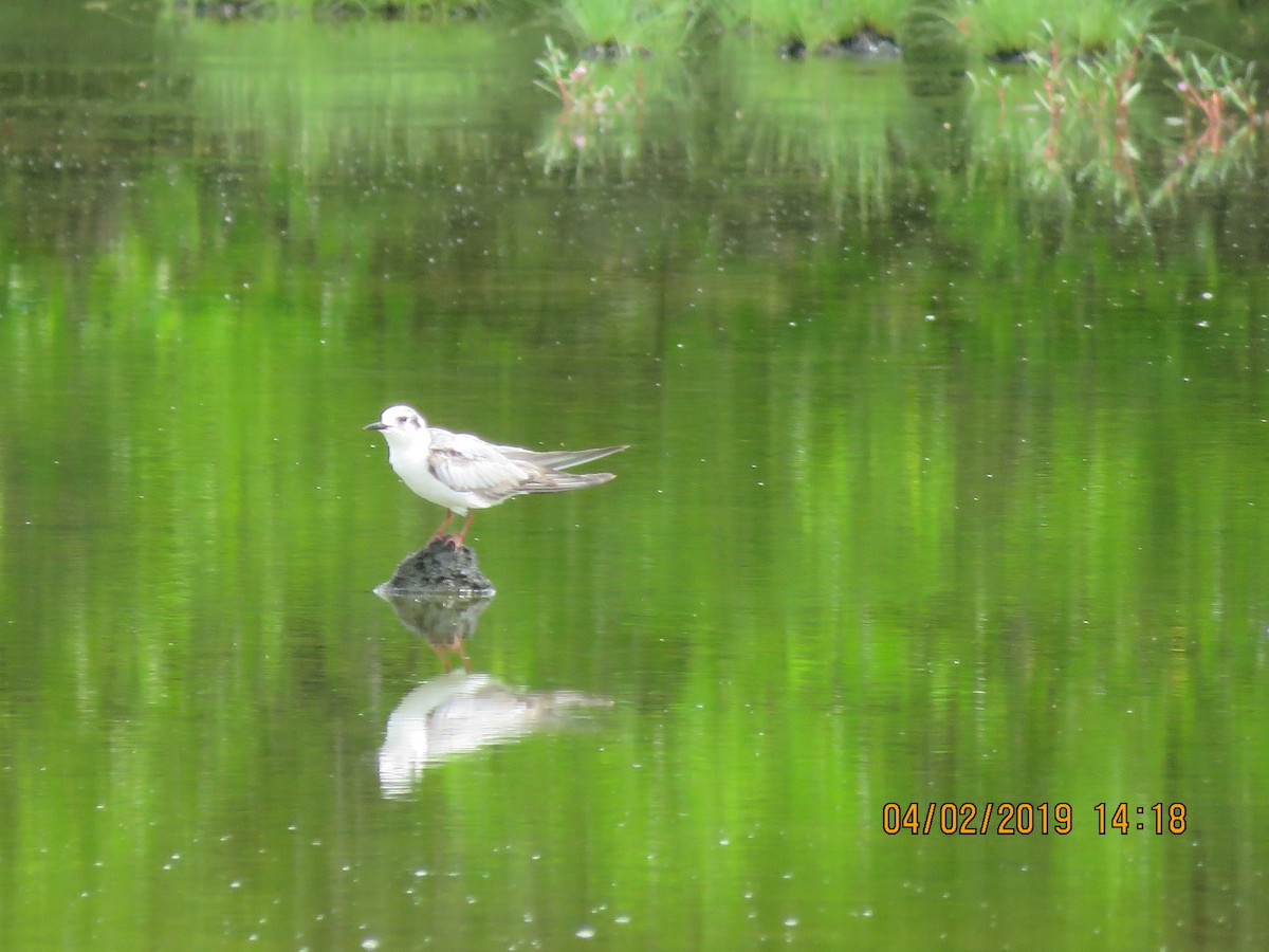 White-winged Tern - ML138887701