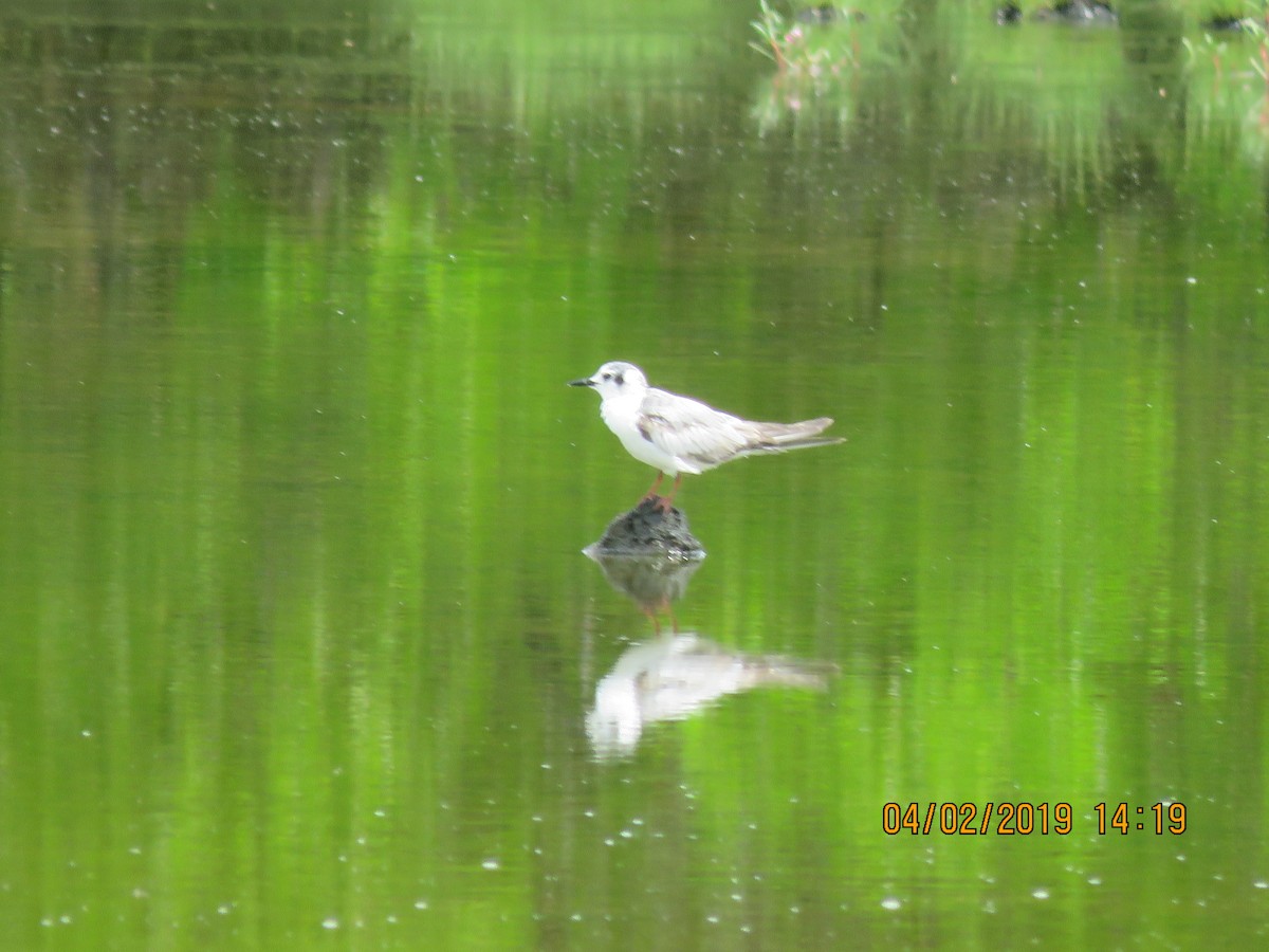 White-winged Tern - ML138887731