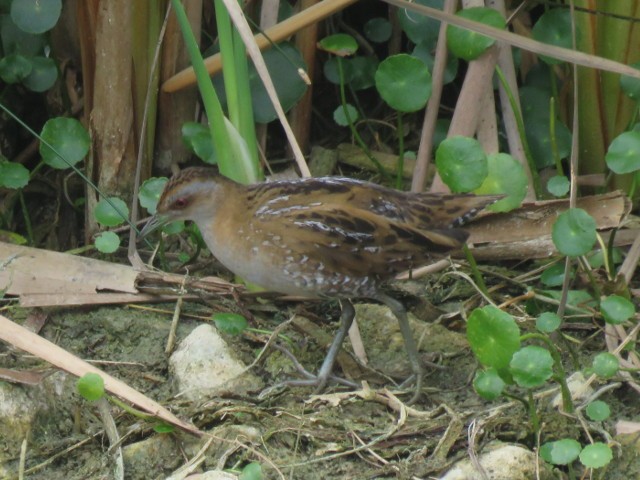 Baillon's Crake - ML138893031