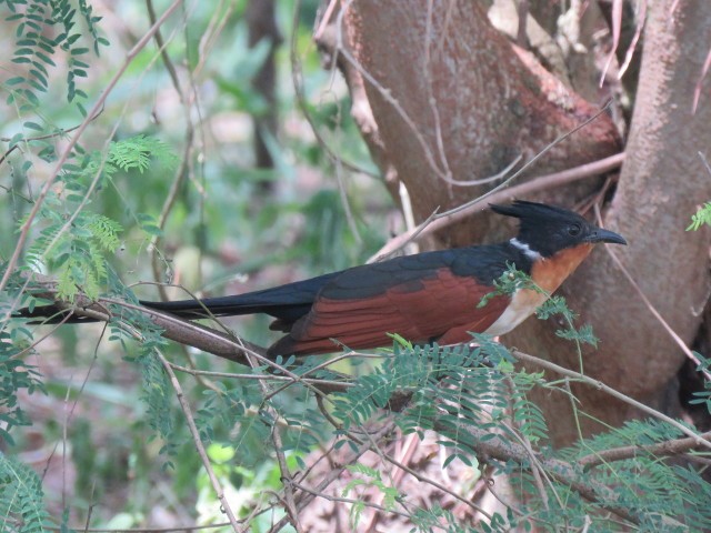 Chestnut-winged Cuckoo - ML138893061