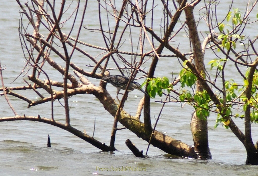 Striated Heron (Old World) - ML138894281
