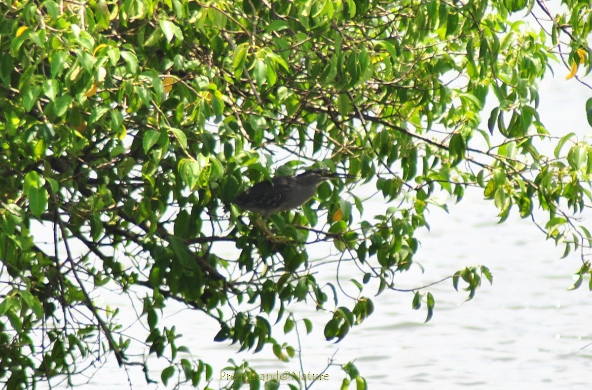 Striated Heron (Old World) - ML138894291