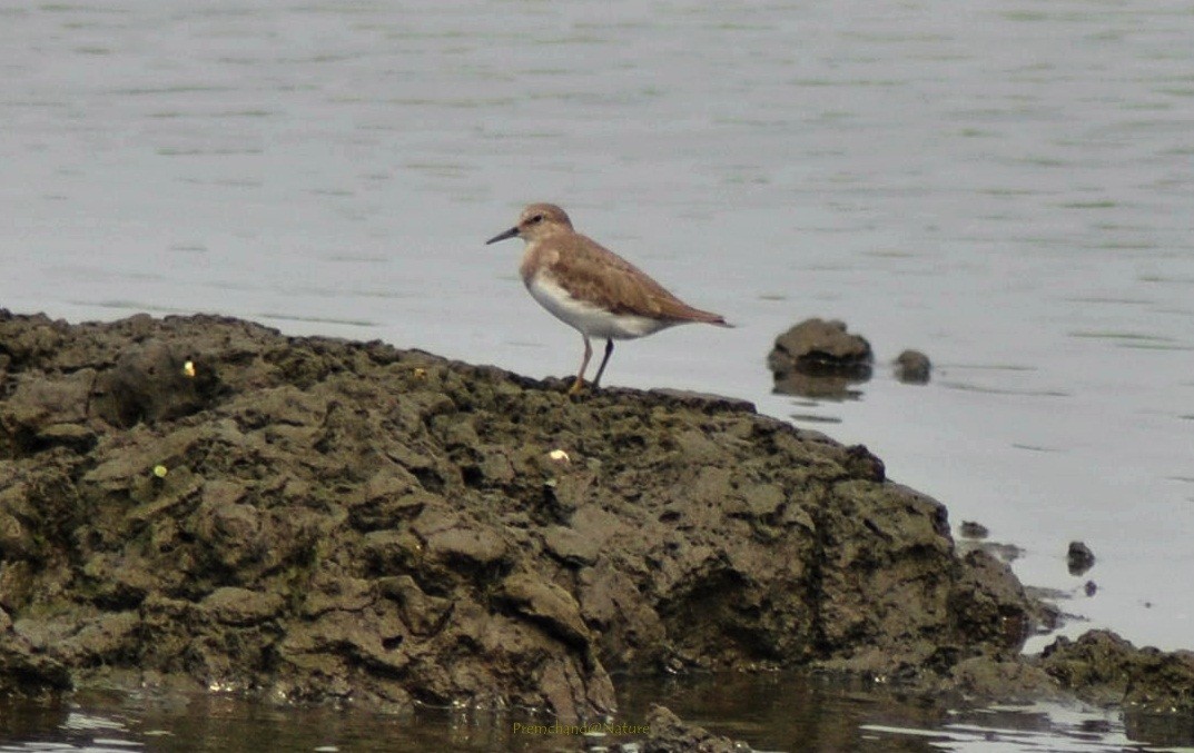 Temminck's Stint - Premchand Reghuvaran