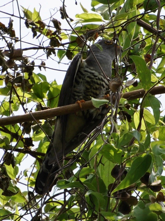 Indian Cuckoo - ML138895301