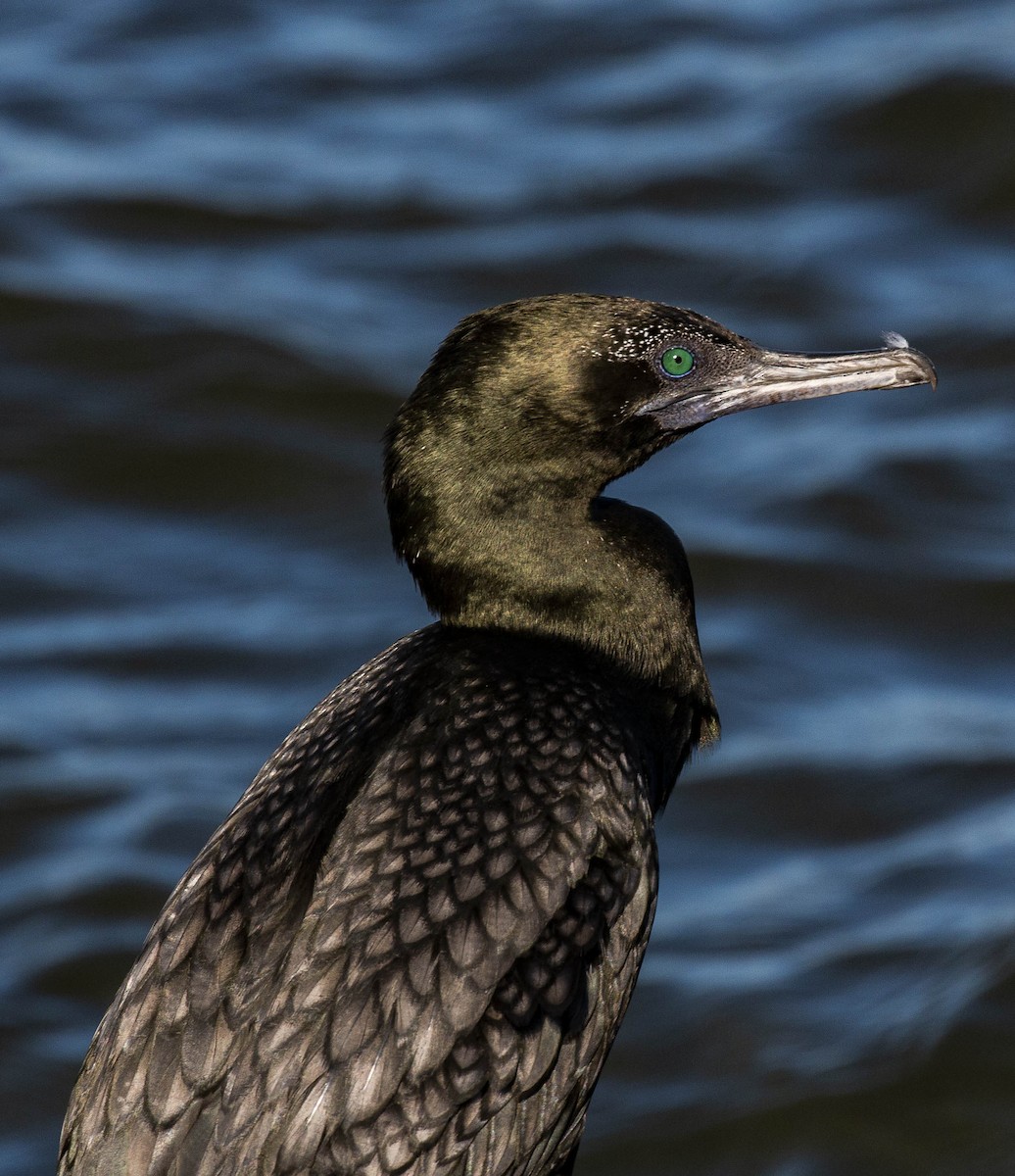 Little Black Cormorant - ML138895481