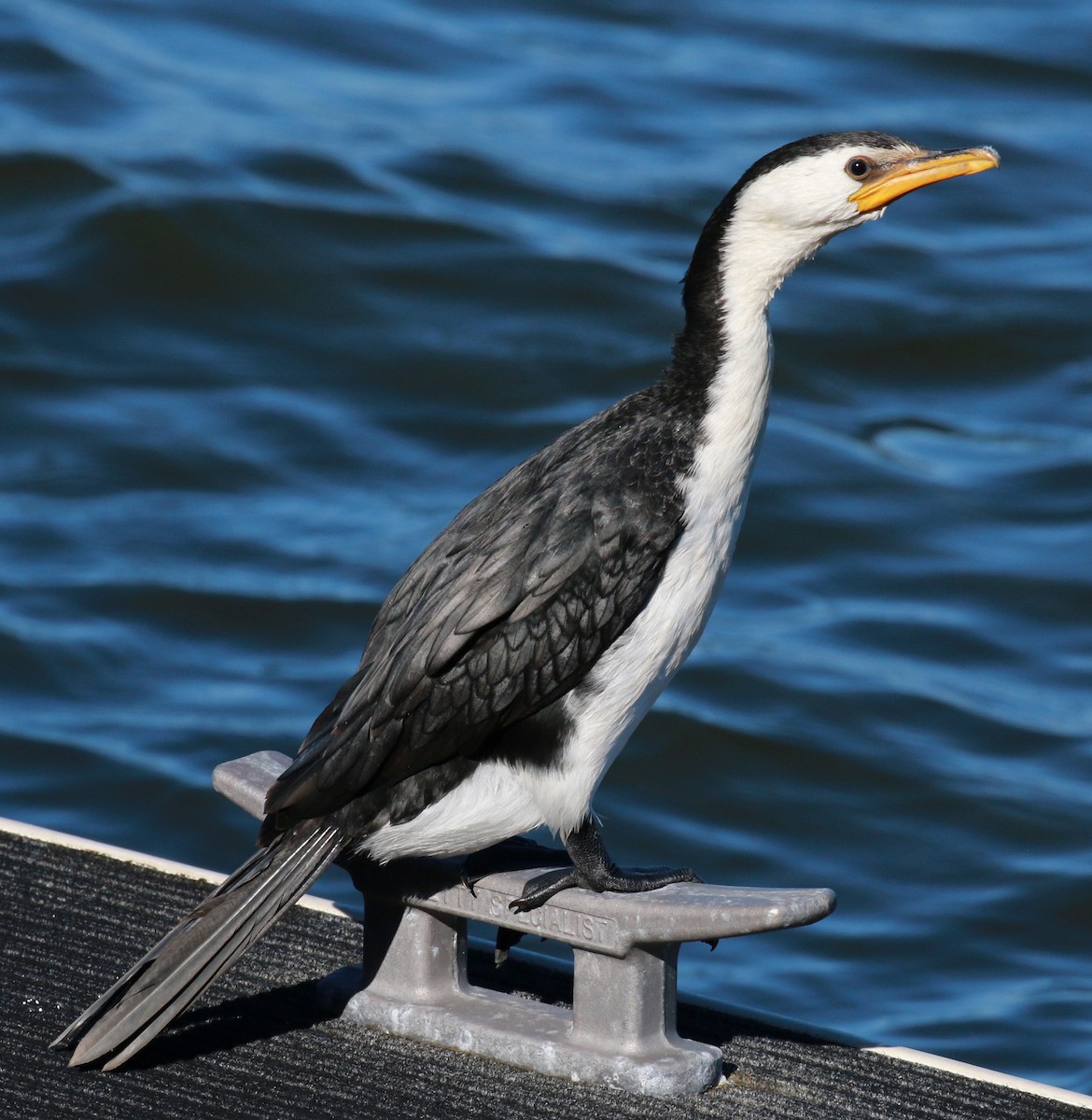 Little Pied Cormorant - ML138895501