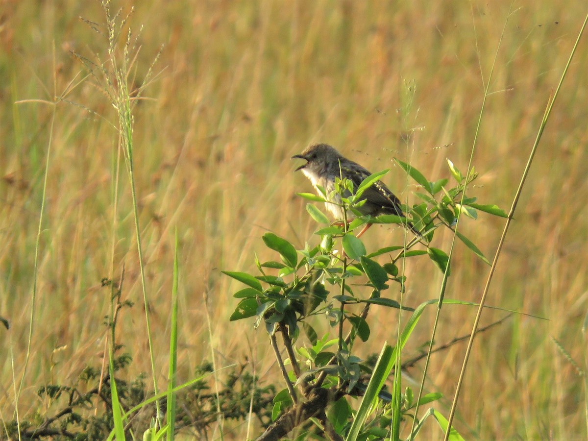 Croaking Cisticola - ML138895611