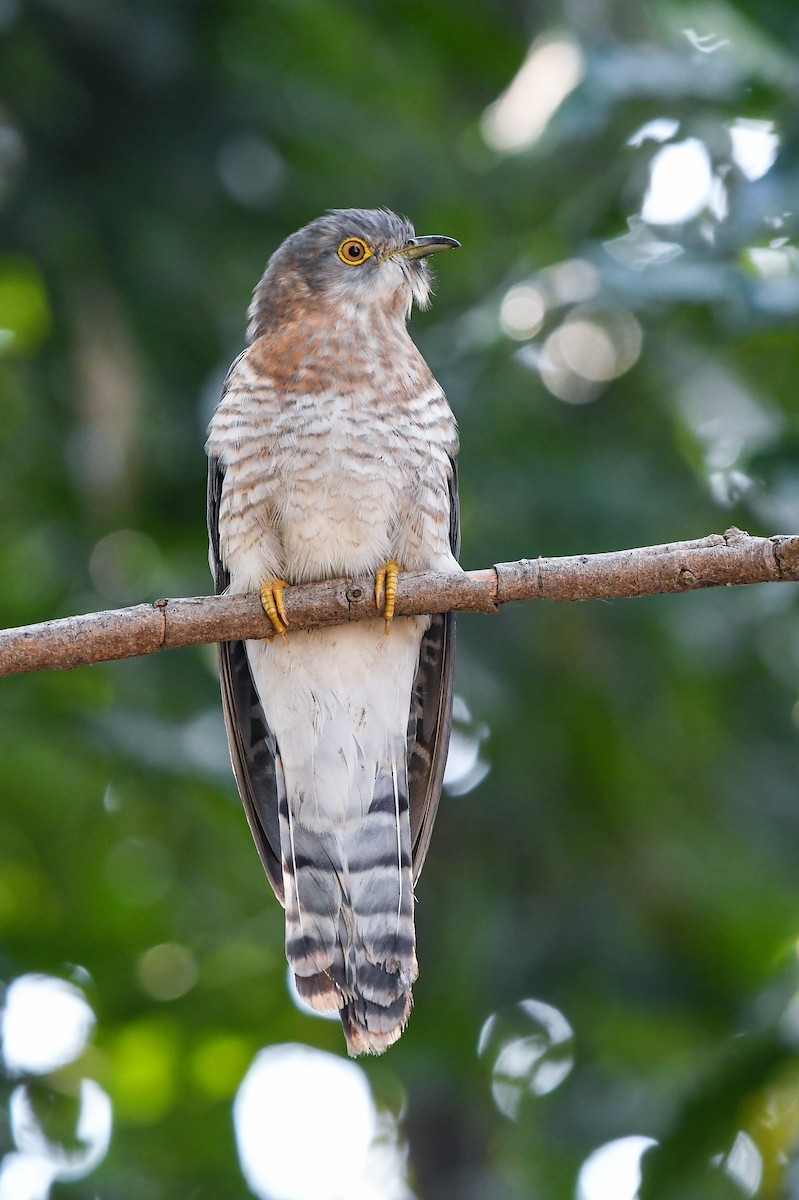 Common Hawk-Cuckoo - Sriram Reddy