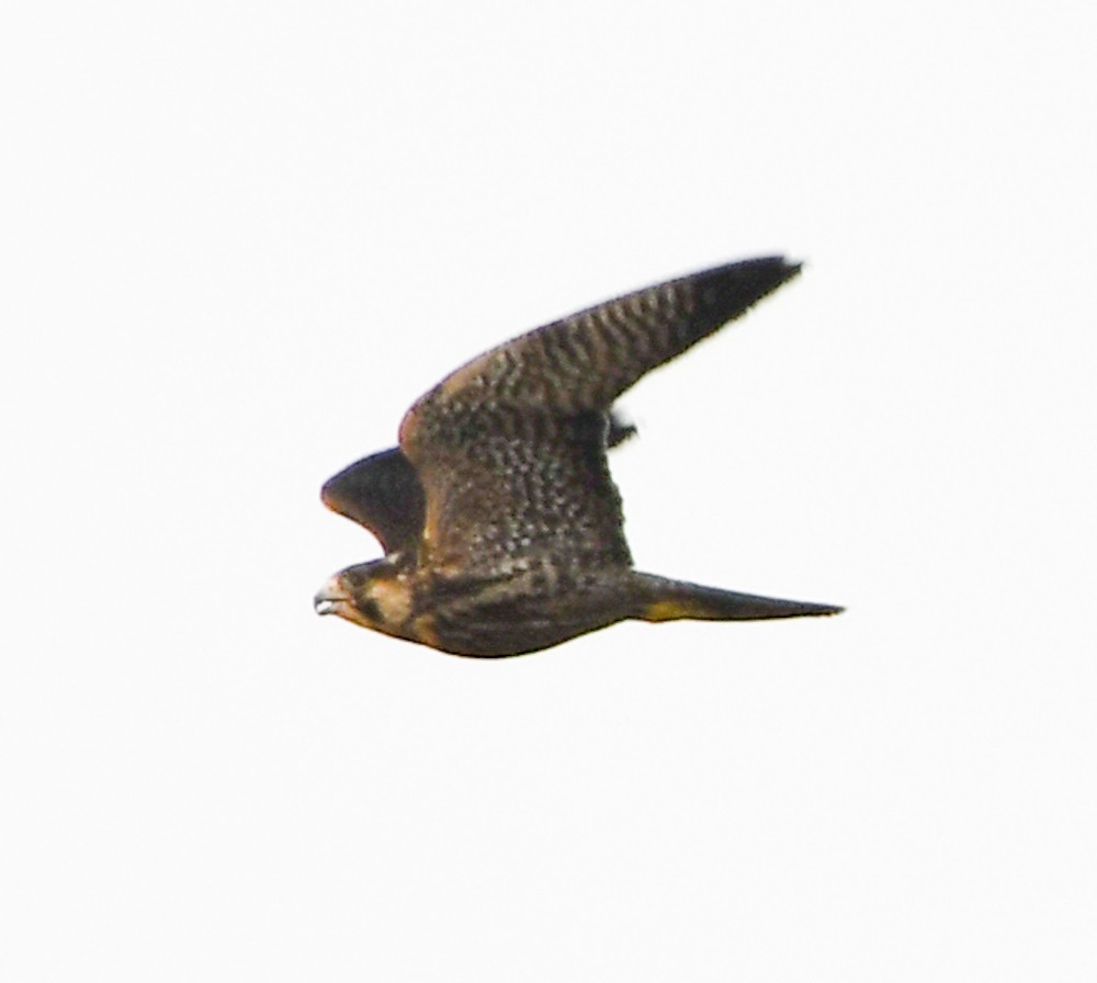 Peregrine Falcon - ML138898421