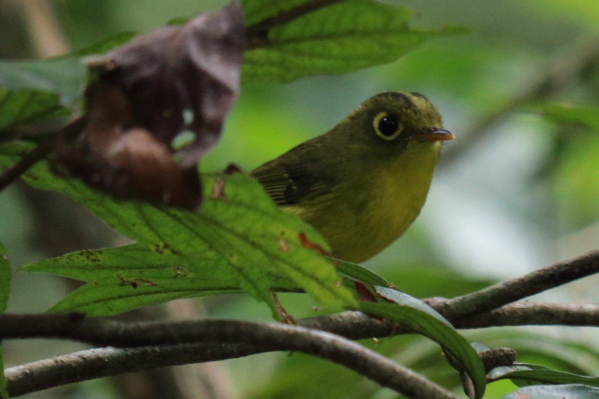 Mosquitero de Anteojos - ML138898631