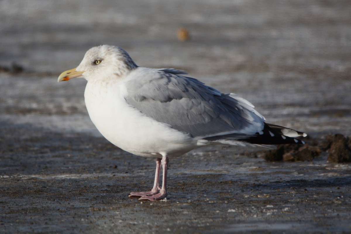 Herring Gull - Steve Mierzykowski