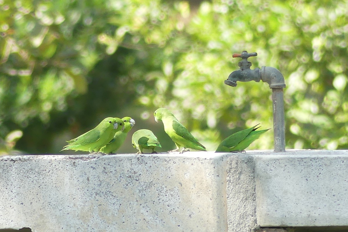 Mexican Parrotlet - Serge Lessard