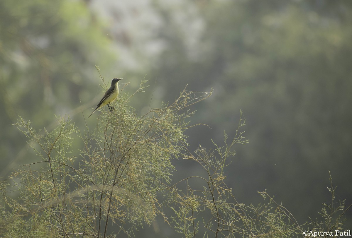 Citrine Wagtail - ML138900571