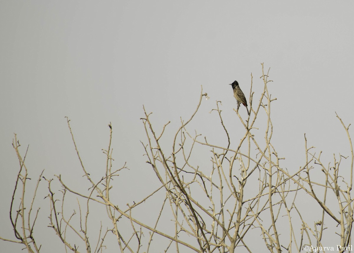 Red-vented Bulbul - ML138900581