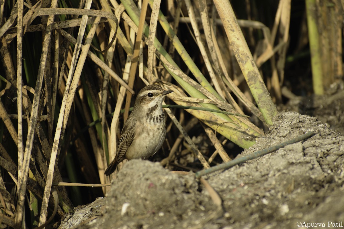 Bluethroat - ML138900601