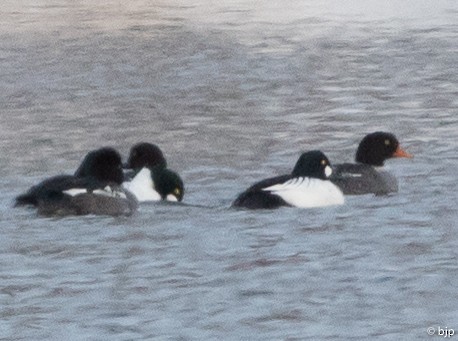 Barrow's Goldeneye - ML138900901