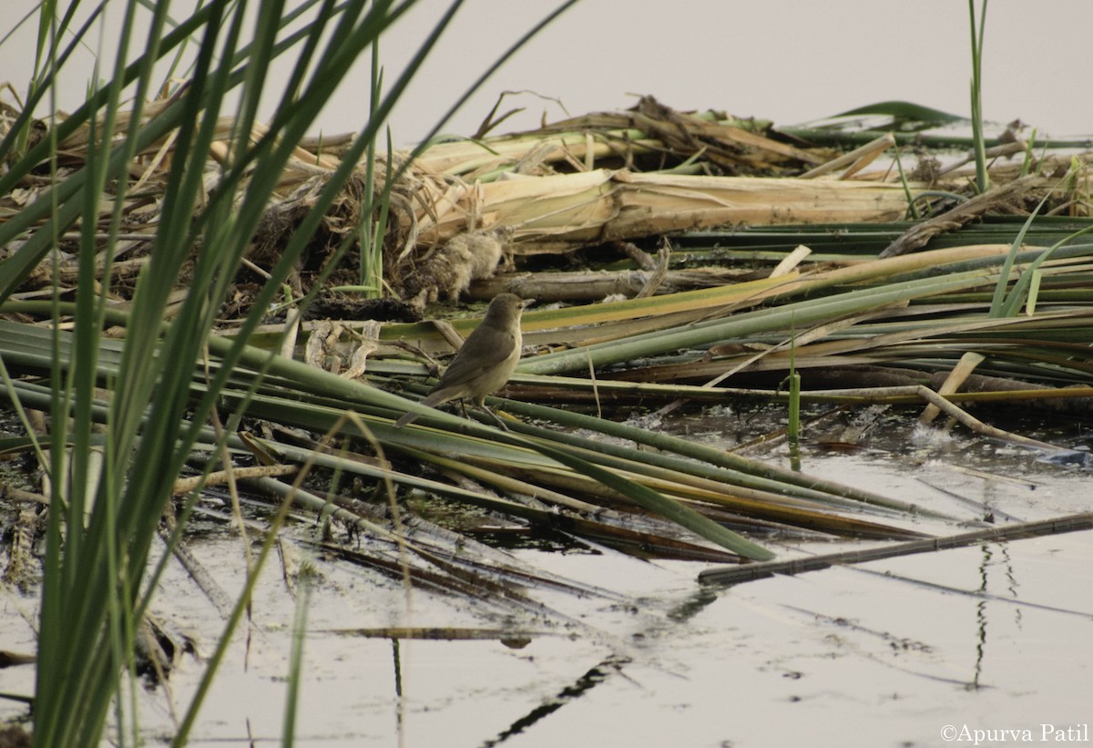 Paddyfield Warbler - ML138900941