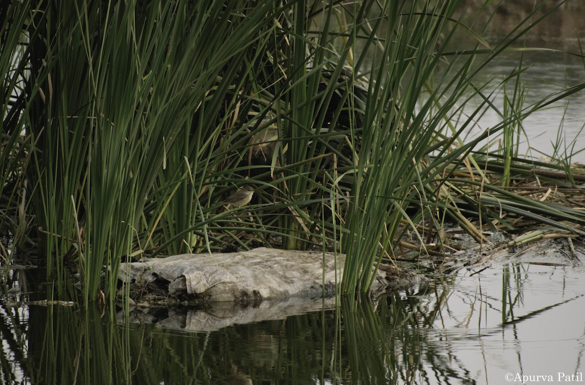 Paddyfield Warbler - ML138900971