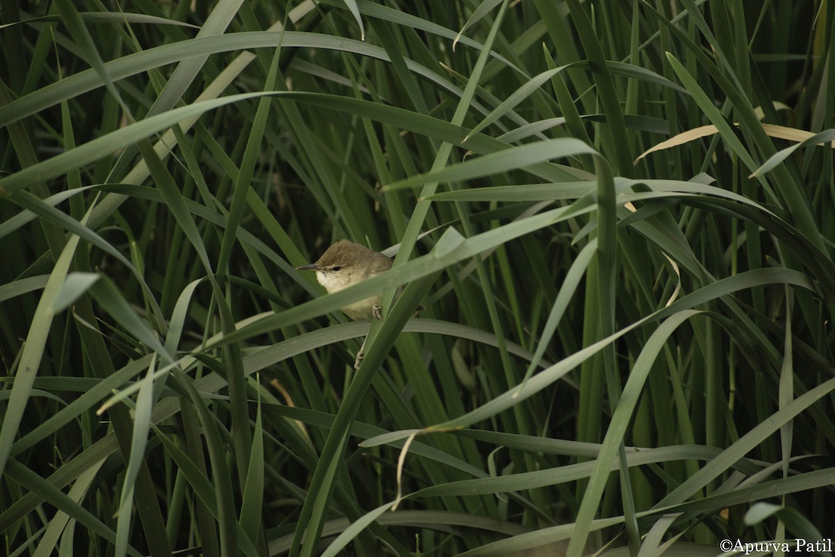 Blyth's Reed Warbler - ML138901661