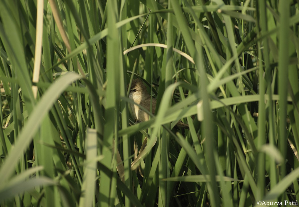 Clamorous Reed Warbler - Apurva Patil