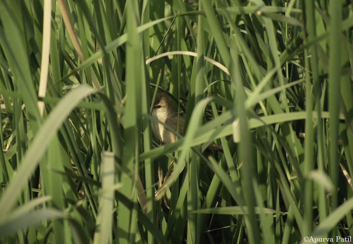 Clamorous Reed Warbler - ML138901801