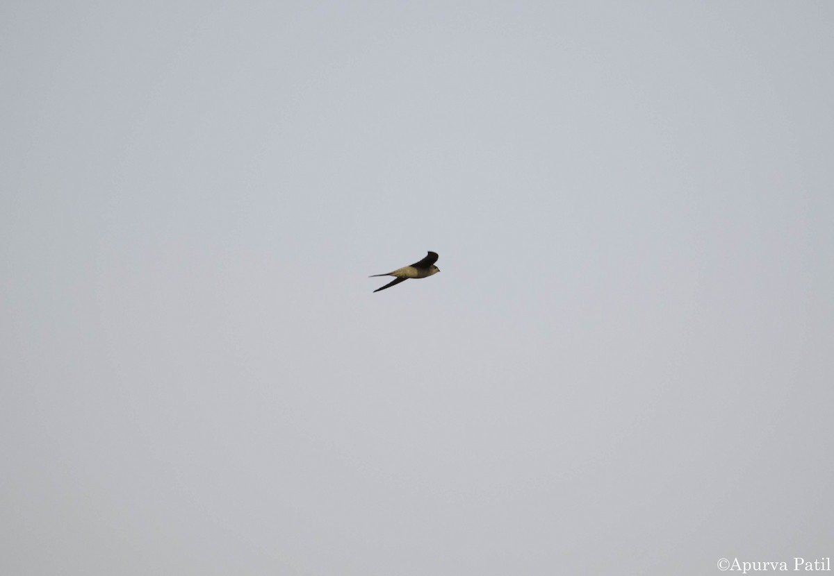 Asian Palm Swift - Apurva Patil