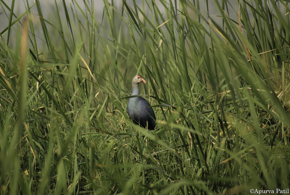 Gray-headed Swamphen - ML138902981