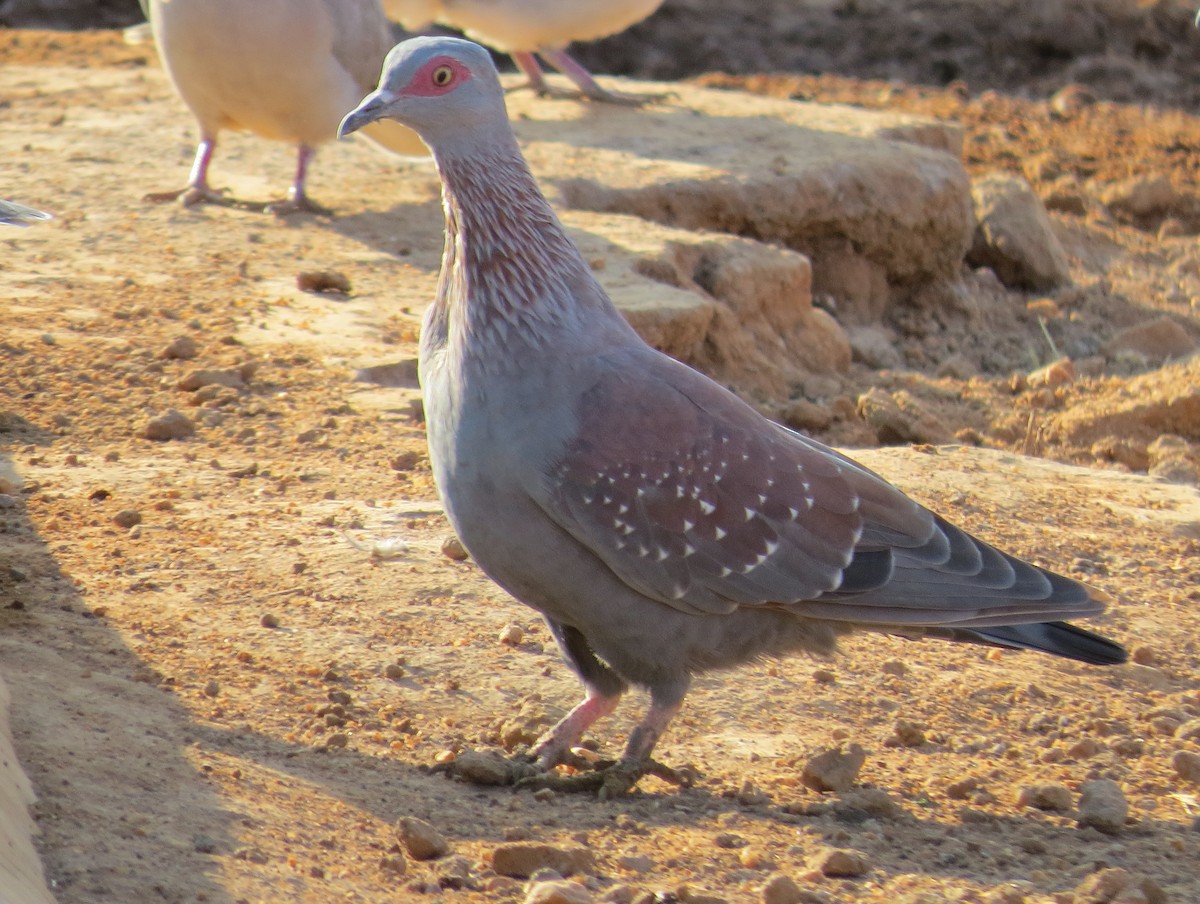 Speckled Pigeon - Daniel Leger