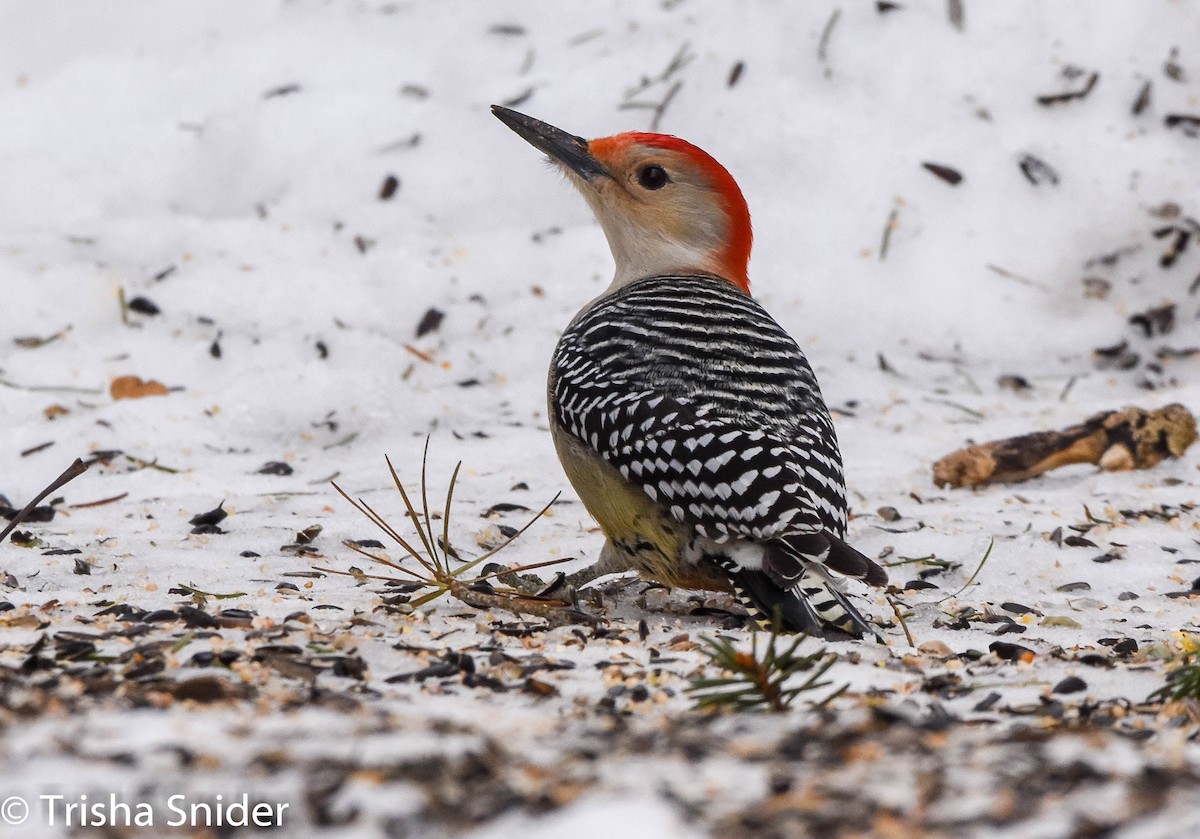 Red-bellied Woodpecker - Trish Snider